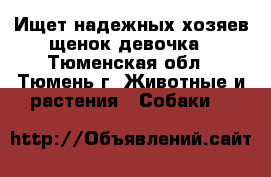 Ищет надежных хозяев щенок девочка - Тюменская обл., Тюмень г. Животные и растения » Собаки   
